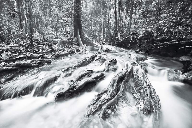 AS244 Wall décor art photographic on canvas landscape forest black & white